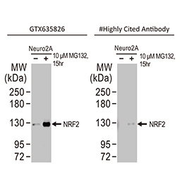 NRF2 antibody [HL1021] (GTX635826)